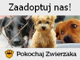 Zaadoptuj zwierzę