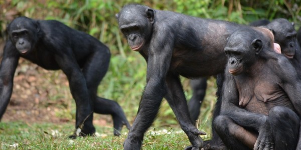 Solidarność samic bonobo zapewnia im wysoką pozycję